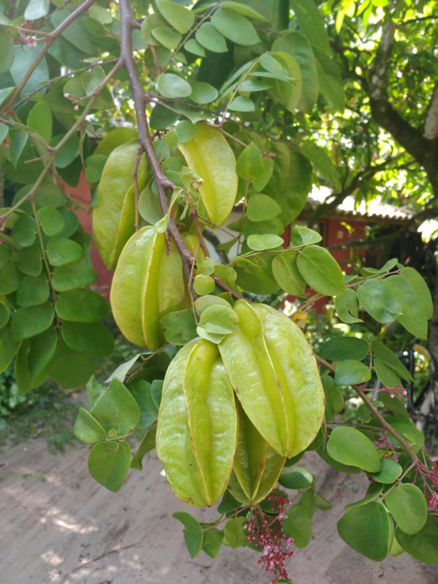 Отель Pousada Fruta Pao Барра-Гранди Экстерьер фото